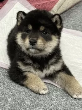 ちばーな 様のお迎えした子犬