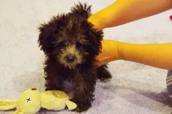 T・S 様のお迎えした子犬