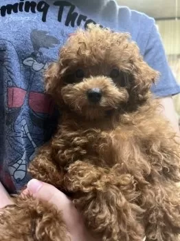 S.K 様のお迎えした子犬