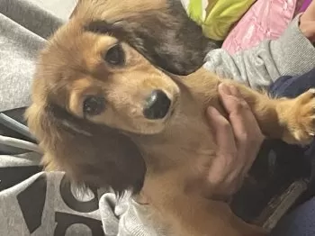 M.W 様のお迎えした子犬