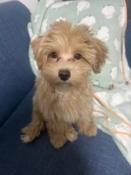 ぽん 様のお迎えした子犬