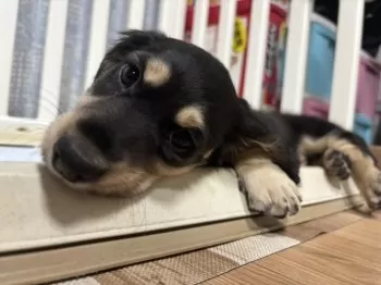 Y.K 様のお迎えした子犬