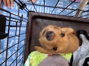 JUN1121 様のお迎えした子犬
