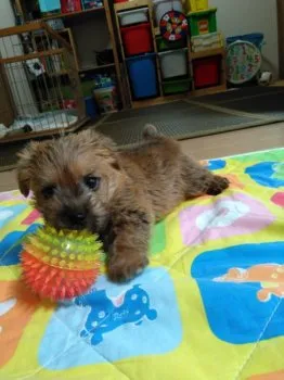 サニー 様のお迎えした子犬