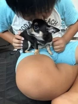 むぎママ 様のお迎えした子犬