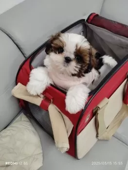 柚寿 様のお迎えした子犬