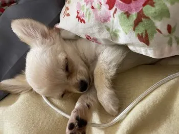 Mitsuru 様のお迎えした子犬