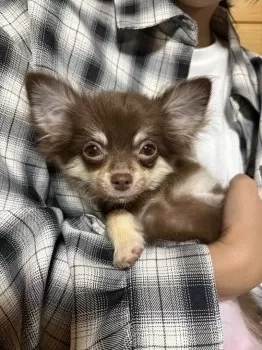 Y.O 様のお迎えした子犬