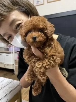 E.N 様のお迎えした子犬