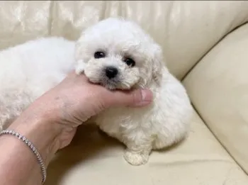 ささき 様のお迎えした子犬