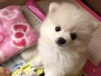 じゅん 様のお迎えした子犬