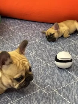 サチ 様のお迎えした子犬