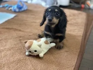 T.S 様のお迎えした子犬