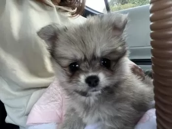 S.K 様のお迎えした子犬