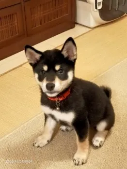 M.K 様のお迎えした子犬