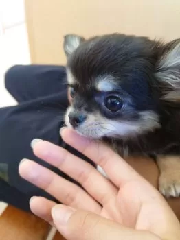 E.I 様のお迎えした子犬