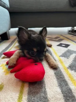 I.U 様のお迎えした子犬