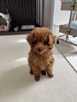 ひこち 様のお迎えした子犬