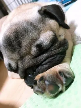 まこ 様のお迎えした子犬