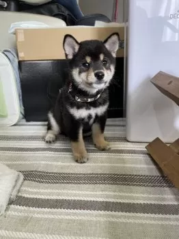 T.O 様のお迎えした子犬