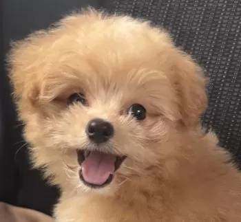 まる 様のお迎えした子犬