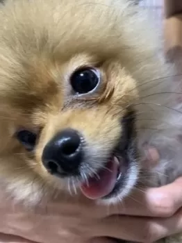 K.I 様のお迎えした子犬