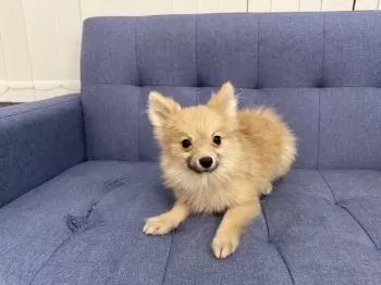 Y.W 様のお迎えした子犬