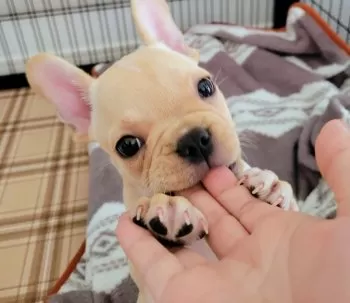 H・H 様のお迎えした子犬