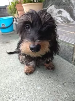 アレ太 様のお迎えした子犬