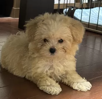 おさるさん 様のお迎えした子犬