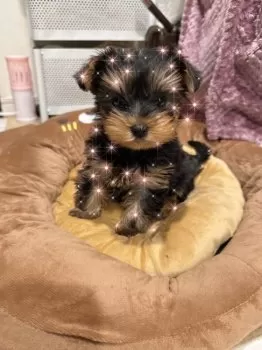 M.K 様のお迎えした子犬