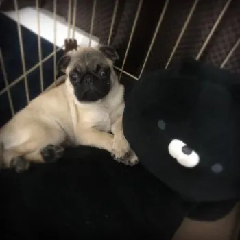 けいすけ 様のお迎えした子犬