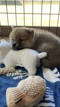 真 様のお迎えした子犬