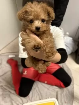 E.Ｉ 様のお迎えした子犬