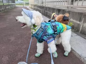 M.Ｉ 様のお迎えした子犬