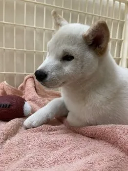 クマザキ 様のお迎えした子犬