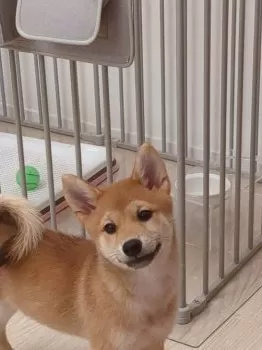 Y.W 様のお迎えした子犬