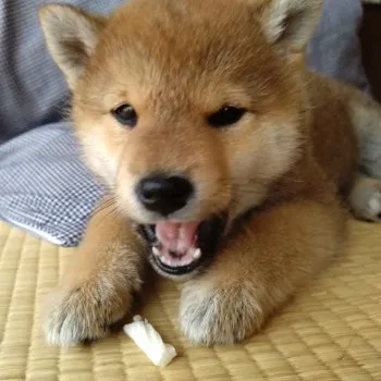 K.Y 様のお迎えした子犬
