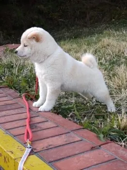 ケイジ 様のお迎えした子犬