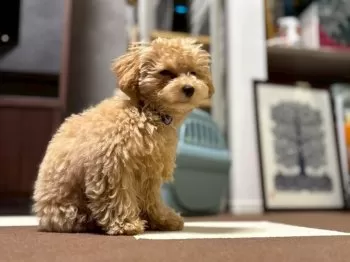 マルマルプープー 様のお迎えした子犬