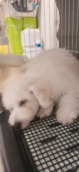 坂本 様のお迎えした子犬