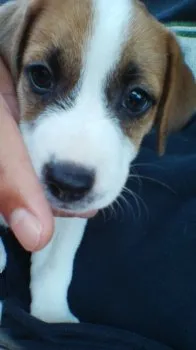 ラオウ 様のお迎えした子犬