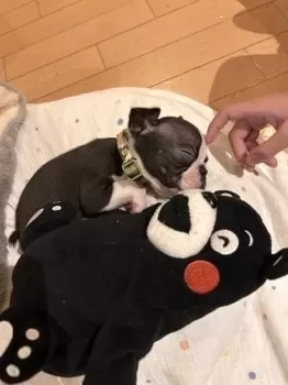 クラッシュパパ 様のお迎えした子犬