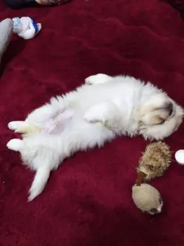 さくらちゃん 様のお迎えした子犬