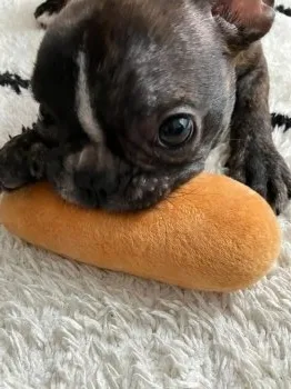 Y.K 様のお迎えした子犬