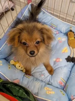 A.T 様のお迎えした子犬