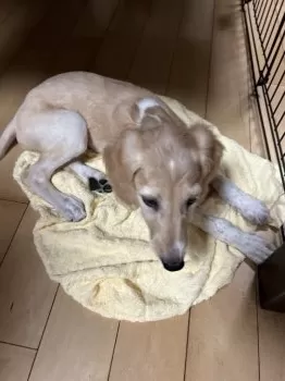 T.Ｉ 様のお迎えした子犬