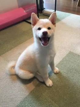 東京都　つぶ母 様のお迎えした子犬