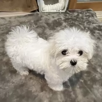nk 様のお迎えした子犬