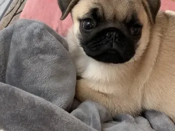 ともんき 様のお迎えした子犬